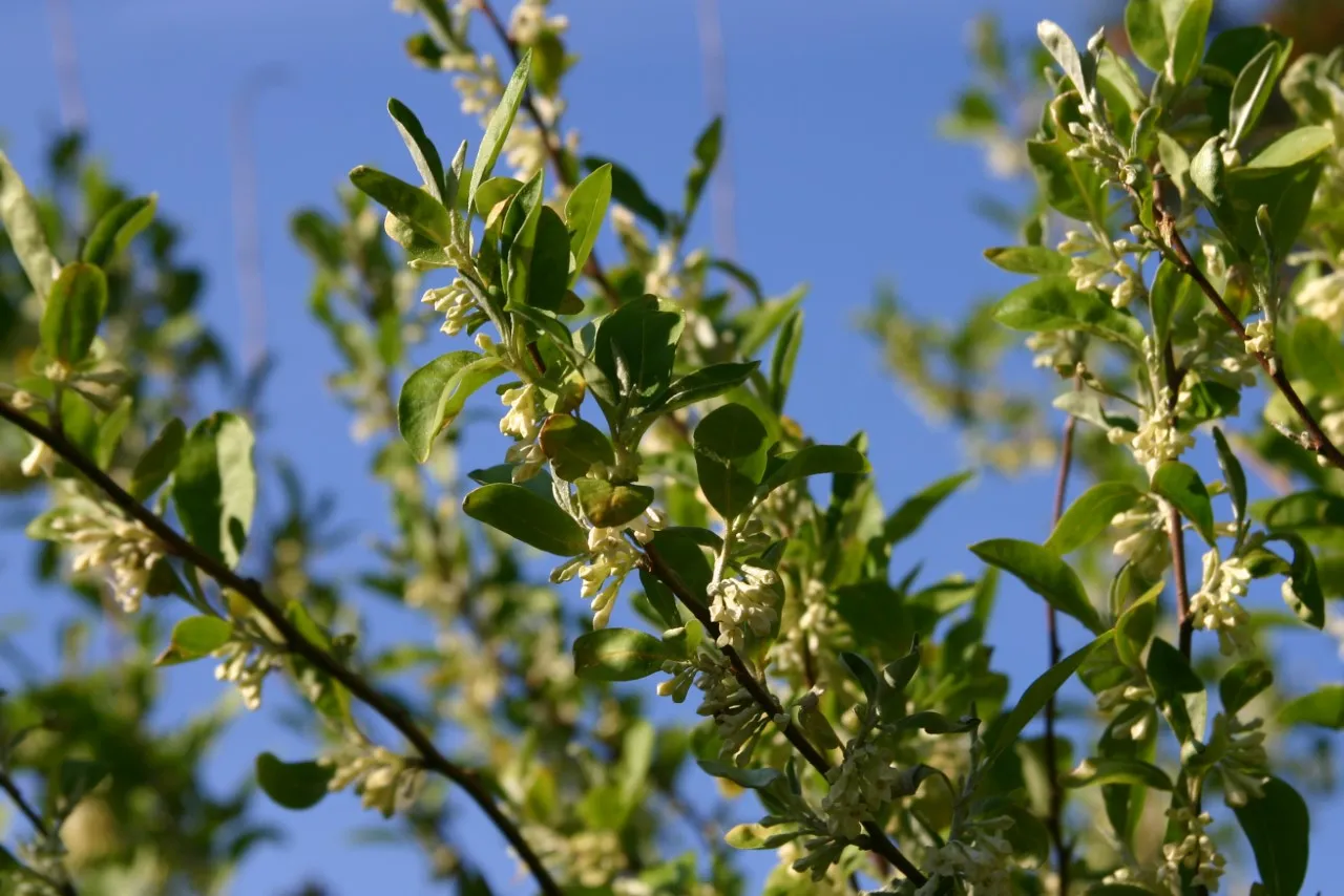 Elaeagnus umbellata 'Garnet'