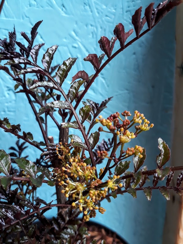 zanthoxylum-piperitum---purple-leaved