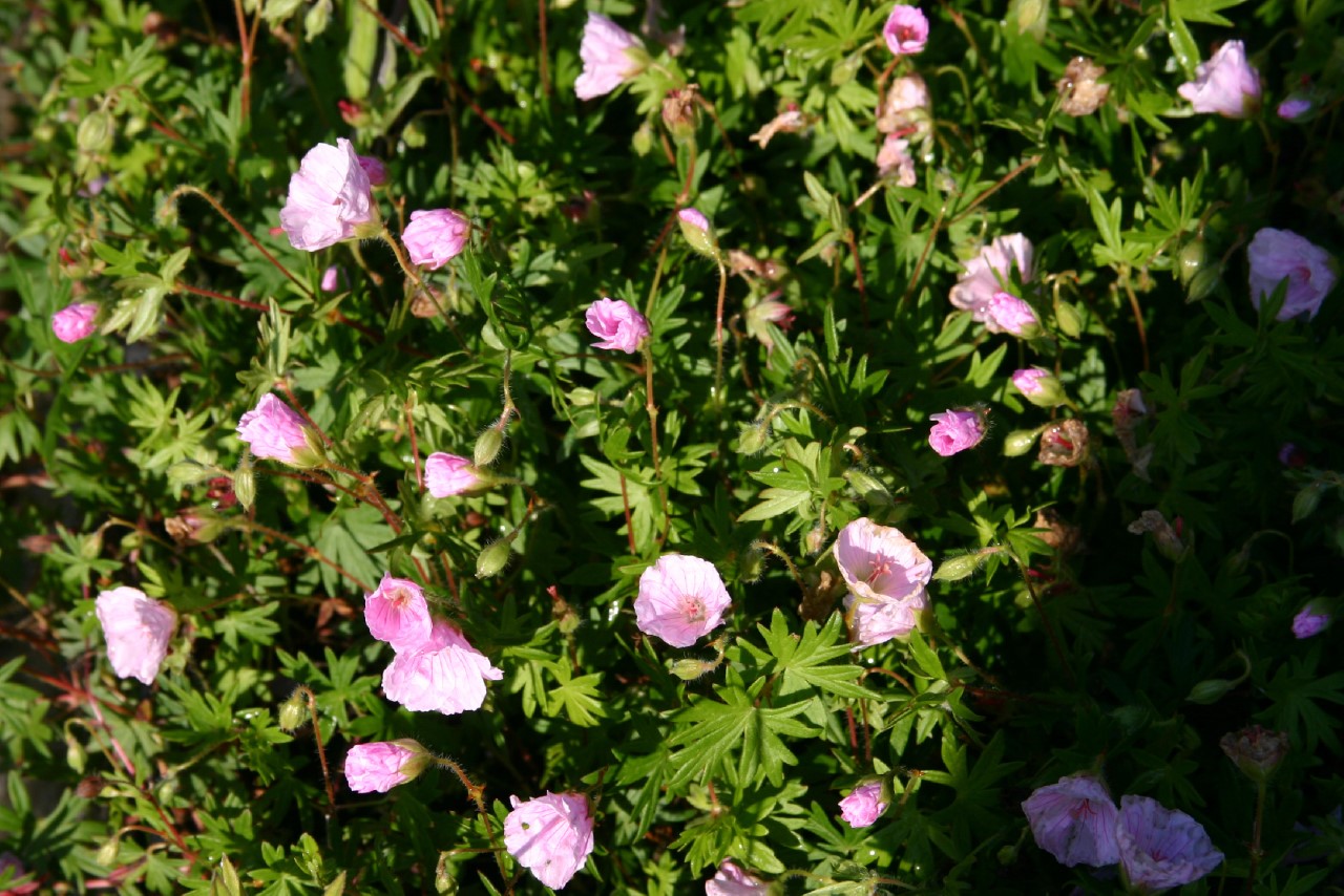 geranium-sanguineum-apfelblute