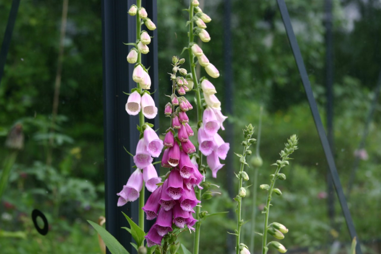 Digitalis purpurea : P9