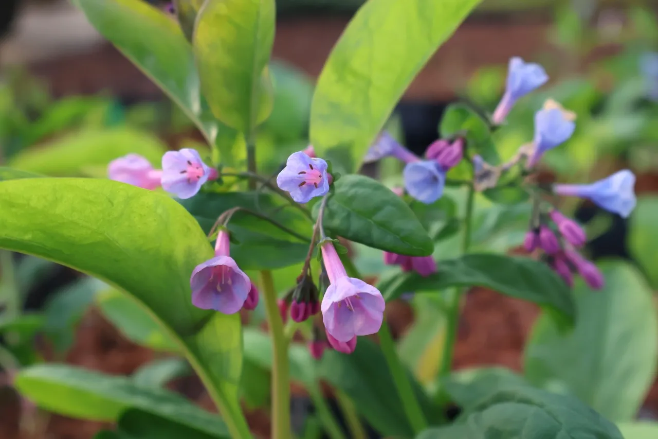 Mertensia virginica