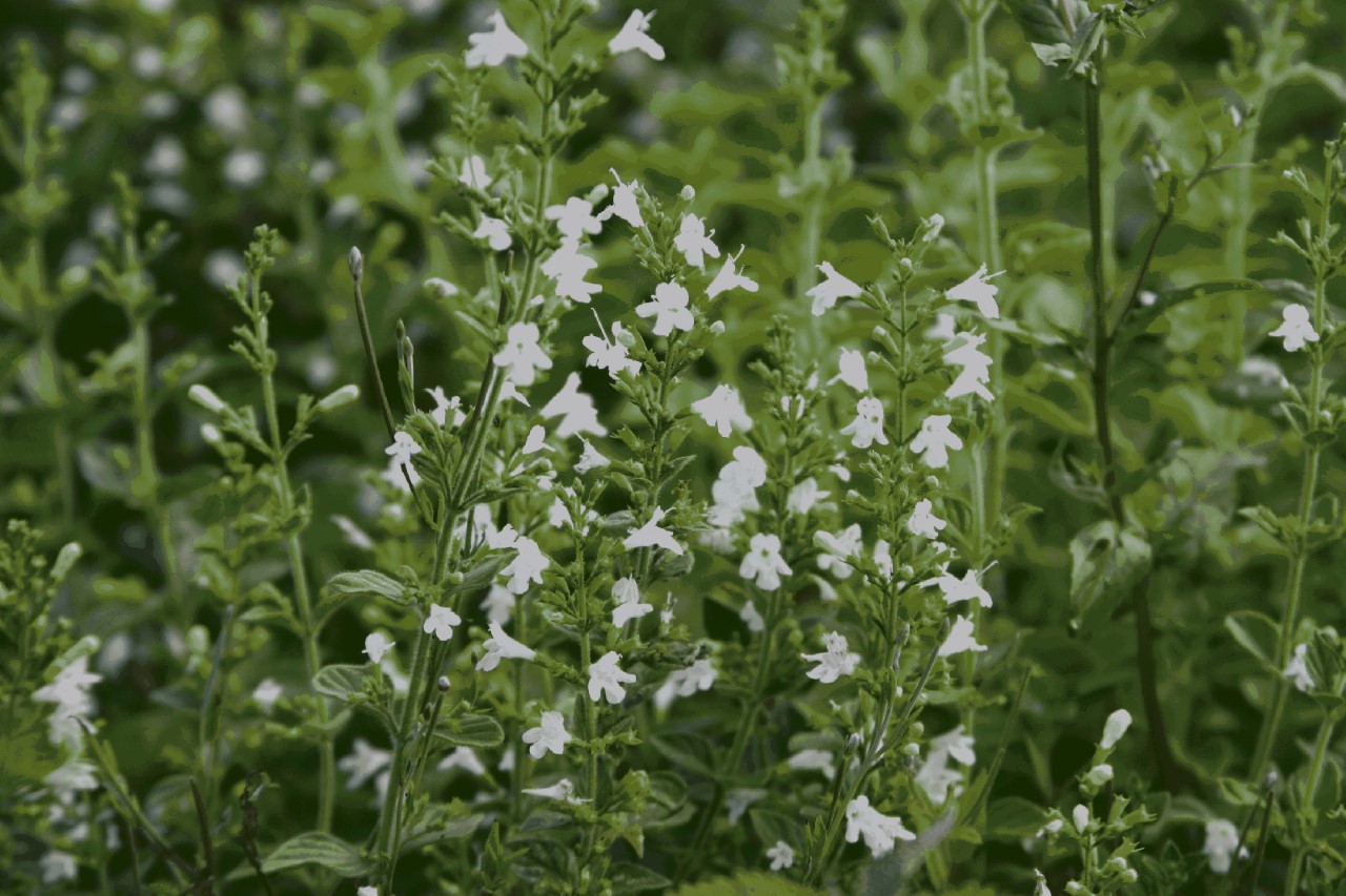 Calamintha nepeta 'White Cloud' : P9