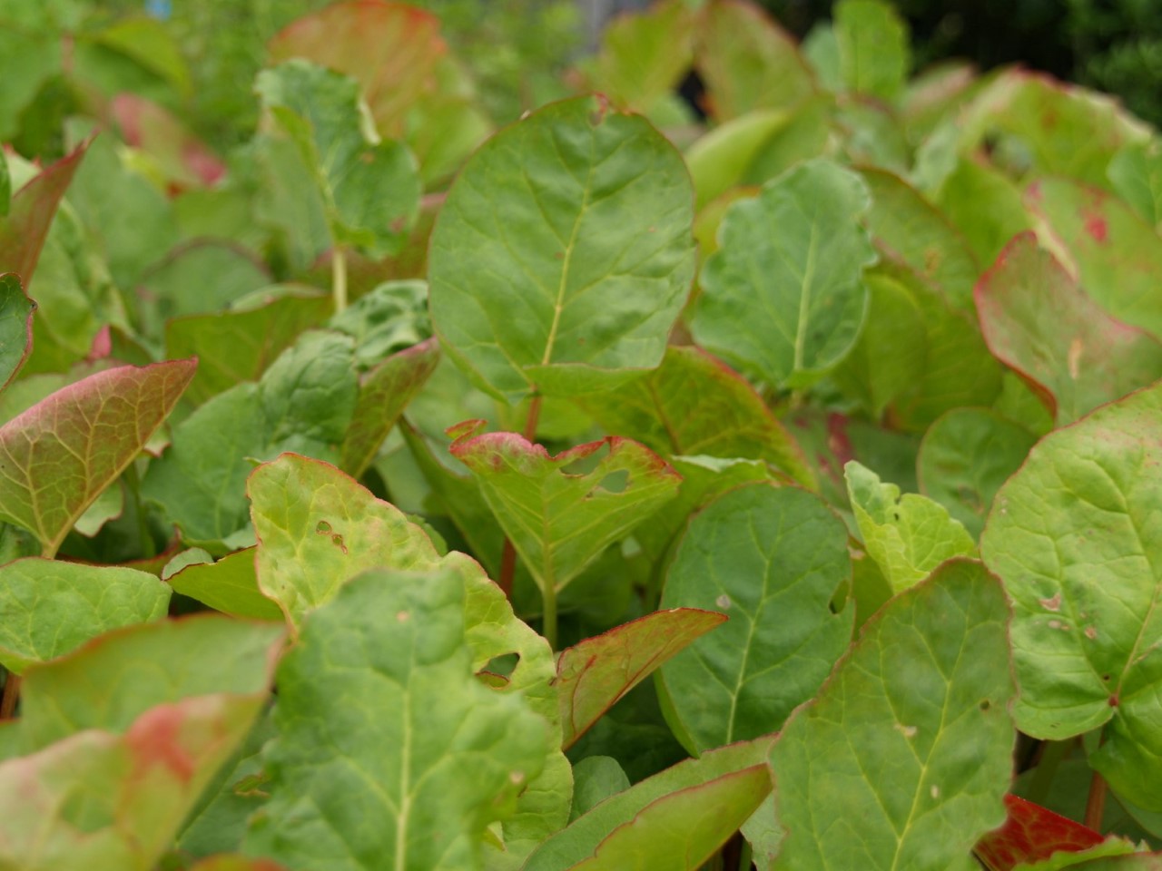 rheum-rhabarbarum-victoria