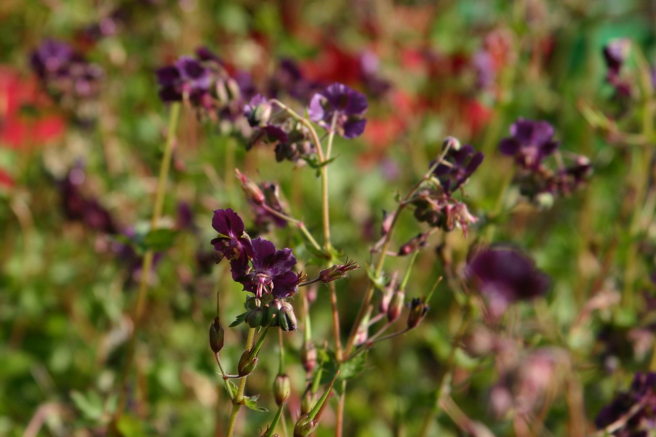 geranium-phaeum
