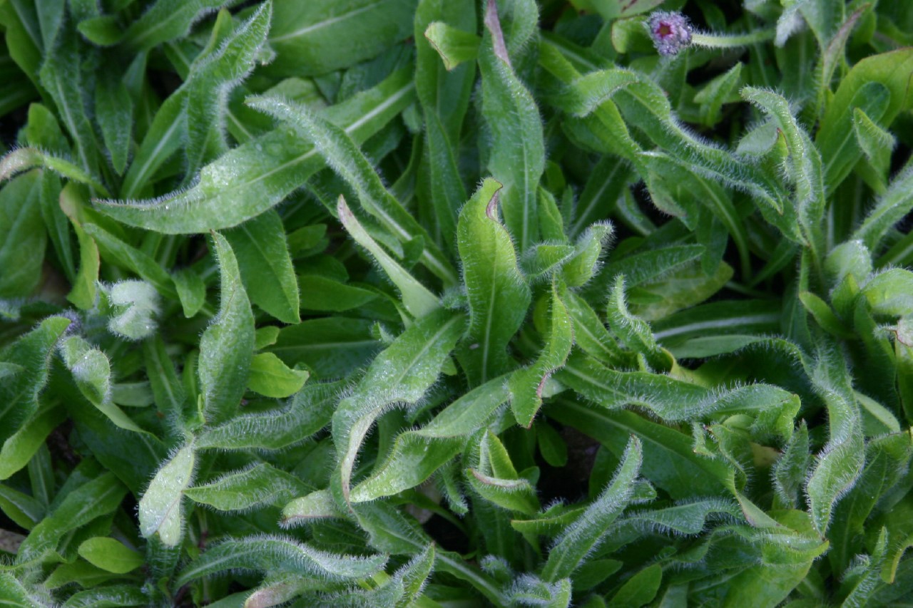 pilosella-aurantiacum