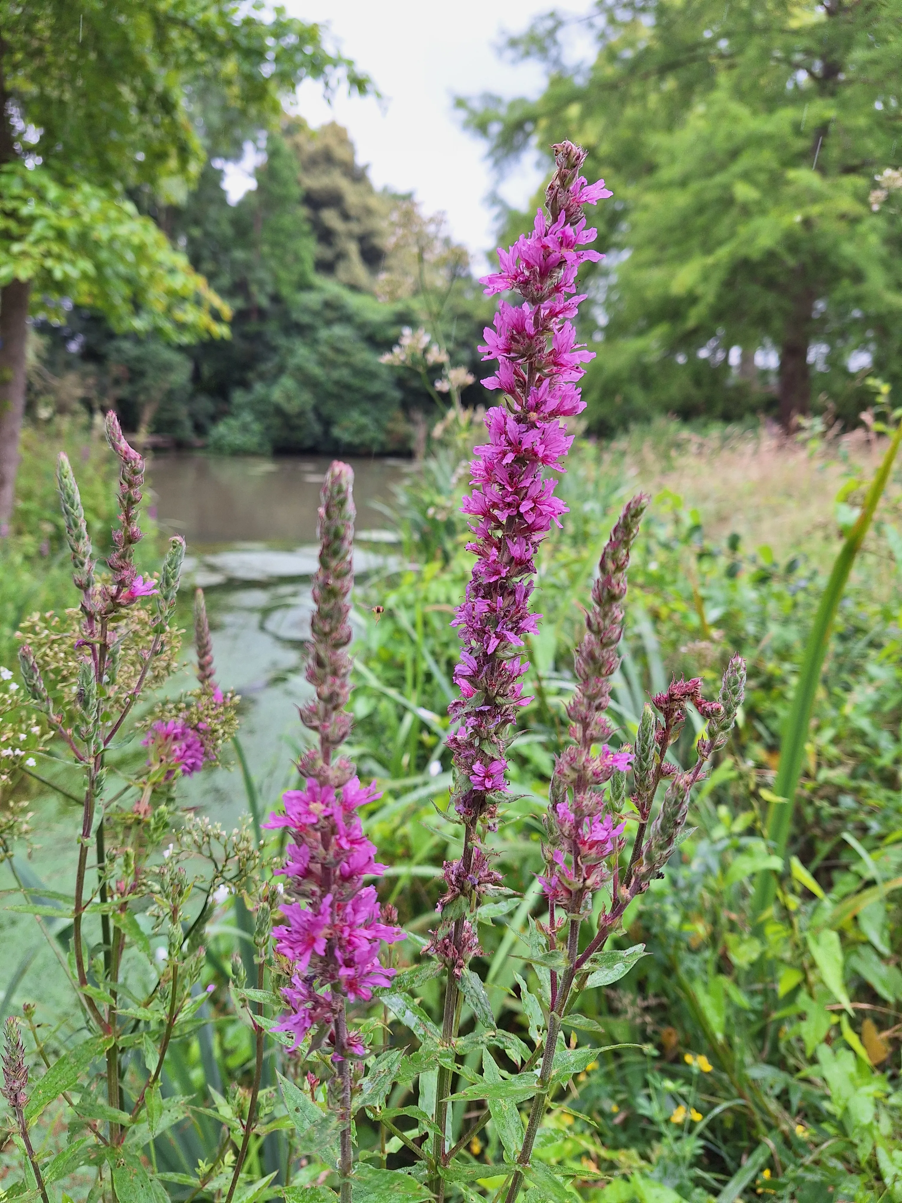 Lythrum salicaria Biologisch : P9