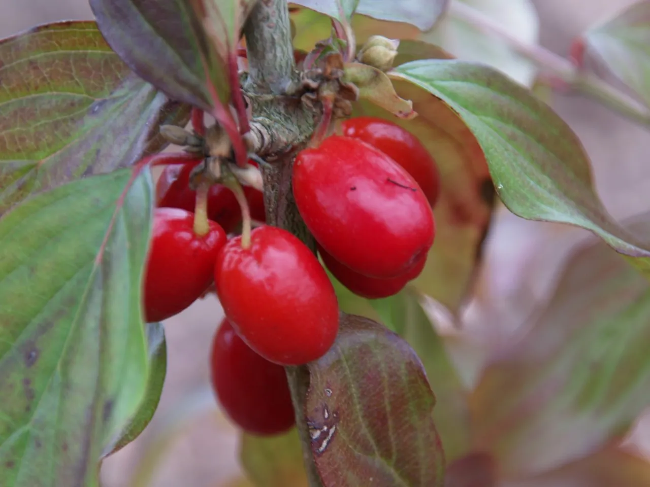 Cornus mas 'Red Star' Cornus mas 'Red Star'