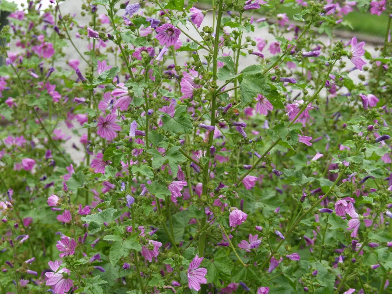 Malva sylvestris