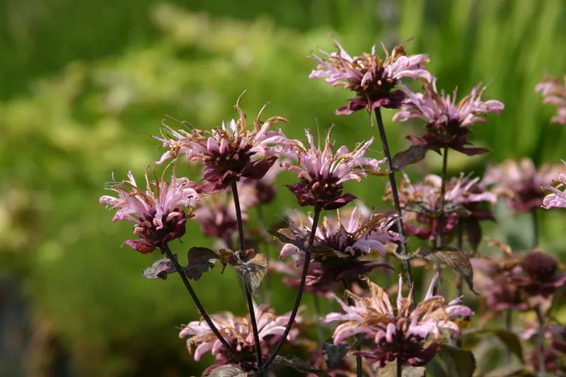 Monarda 'Ou' Charm'