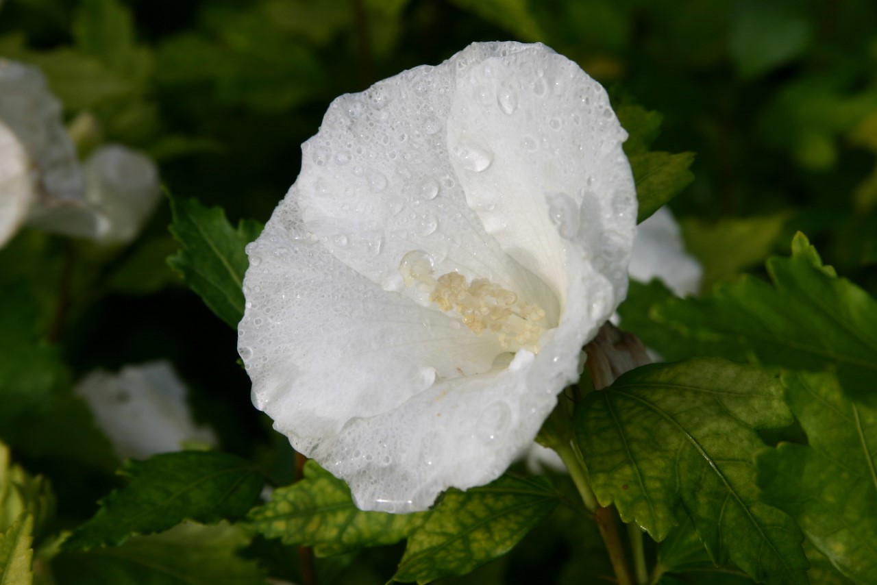 hibiscus-syriacus-william-r-smith
