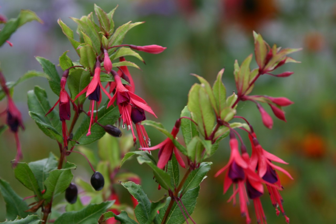 fuchsia-regia-reitzii