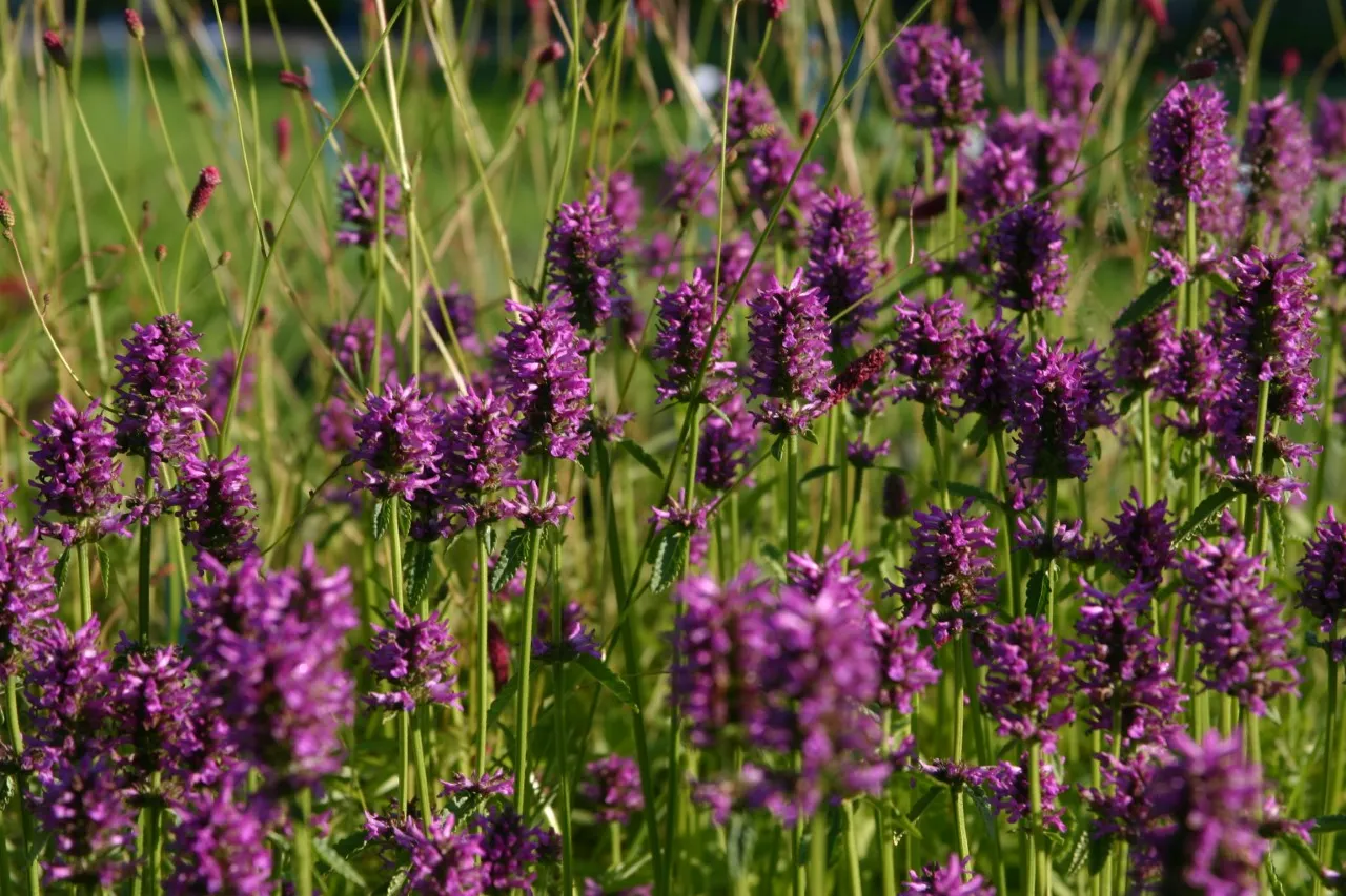 Betonica officinalis 'Hummelo'