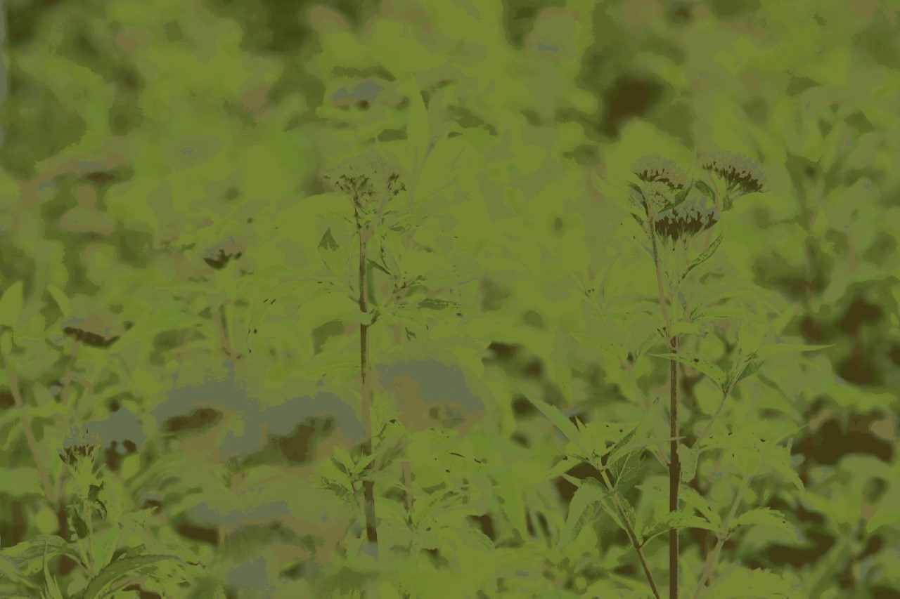Eupatorium cannabinum Biologisch : P9