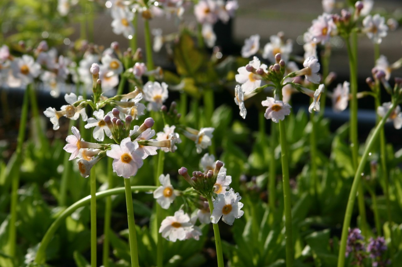 primula-japonica-appleblossom