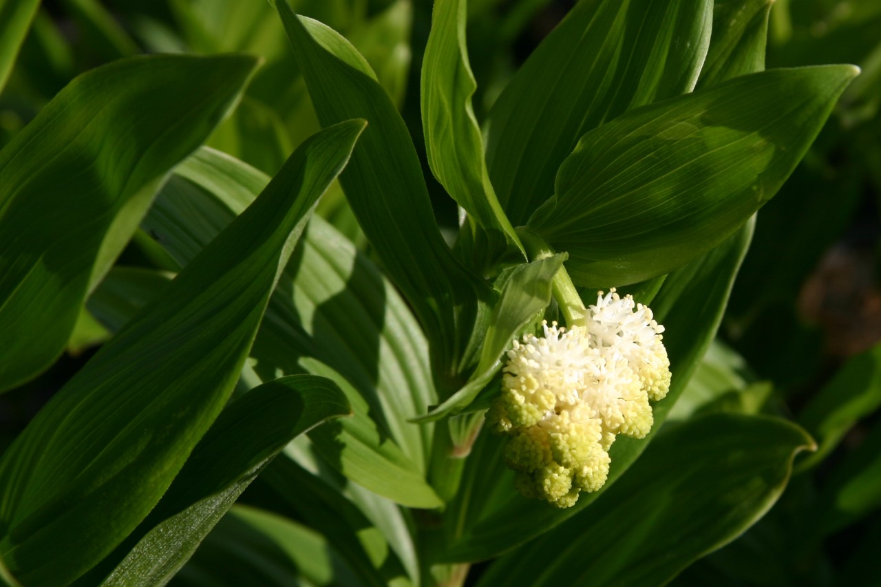 Smilacina racemosa : P9