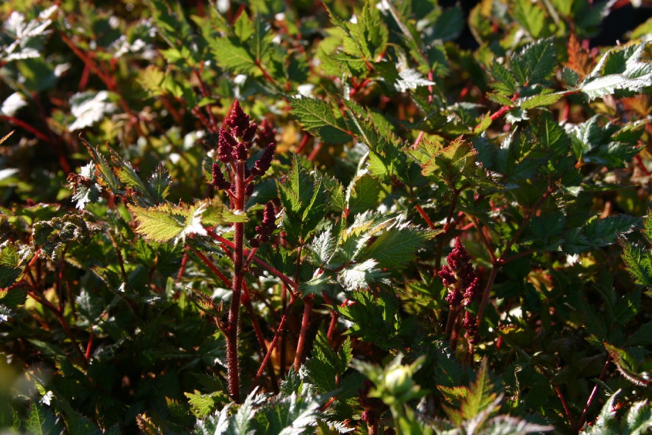 astilbe-chinensis-visions-in-red
