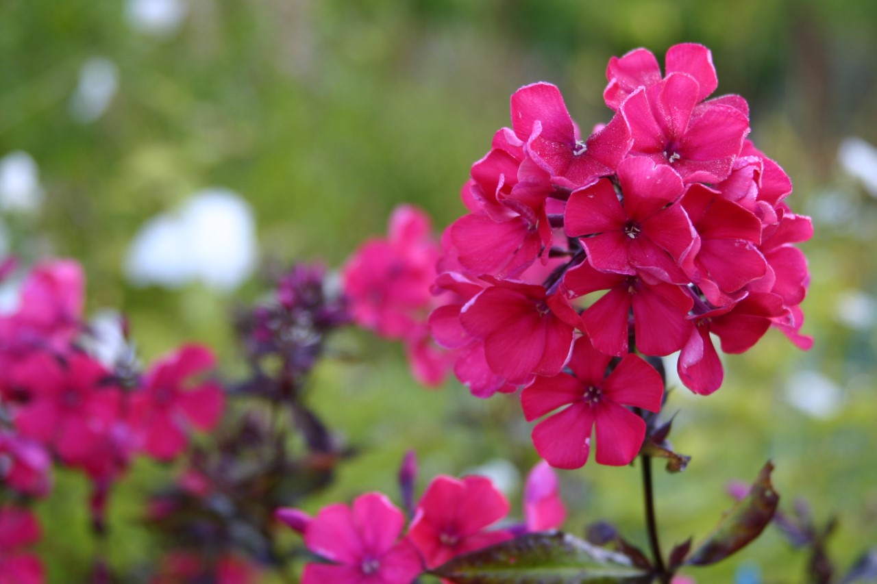 phlox-p-starfire
