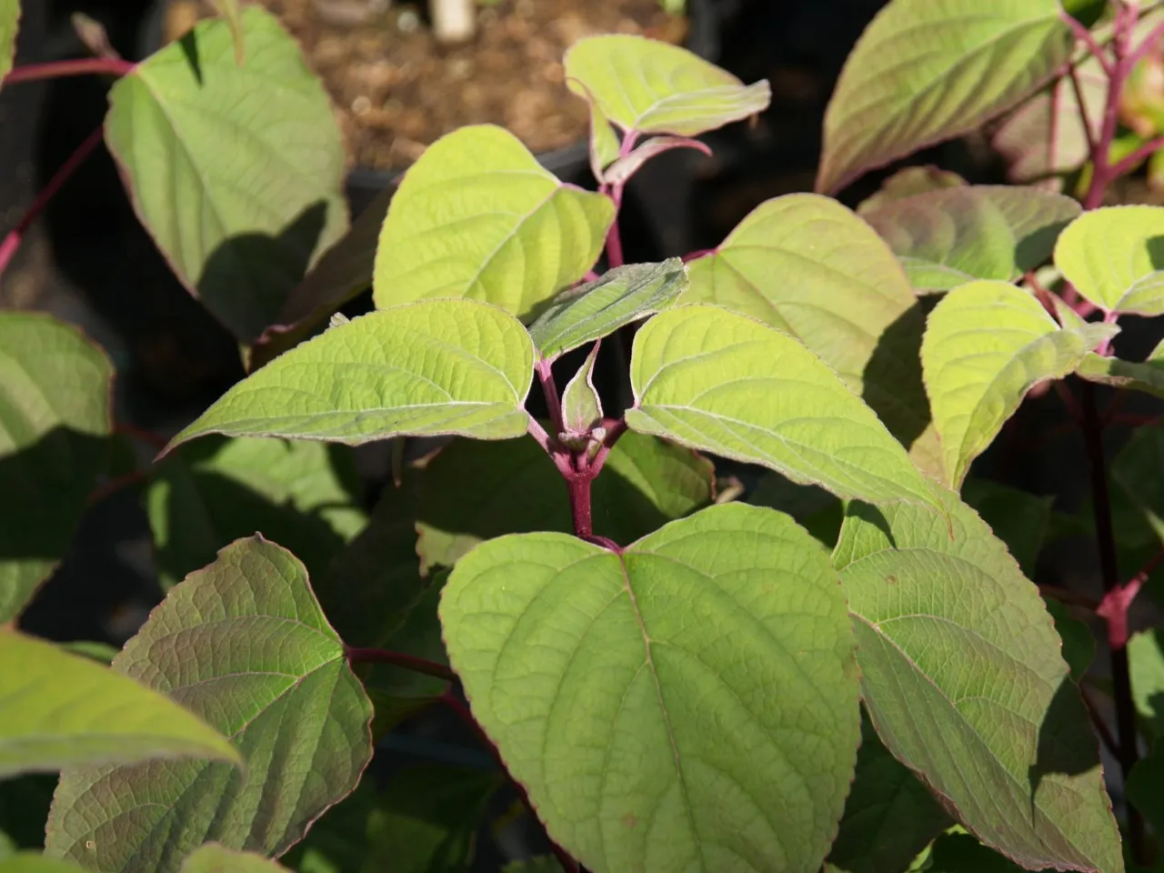 Clerodendrum trichotomum : C2 : 30-60