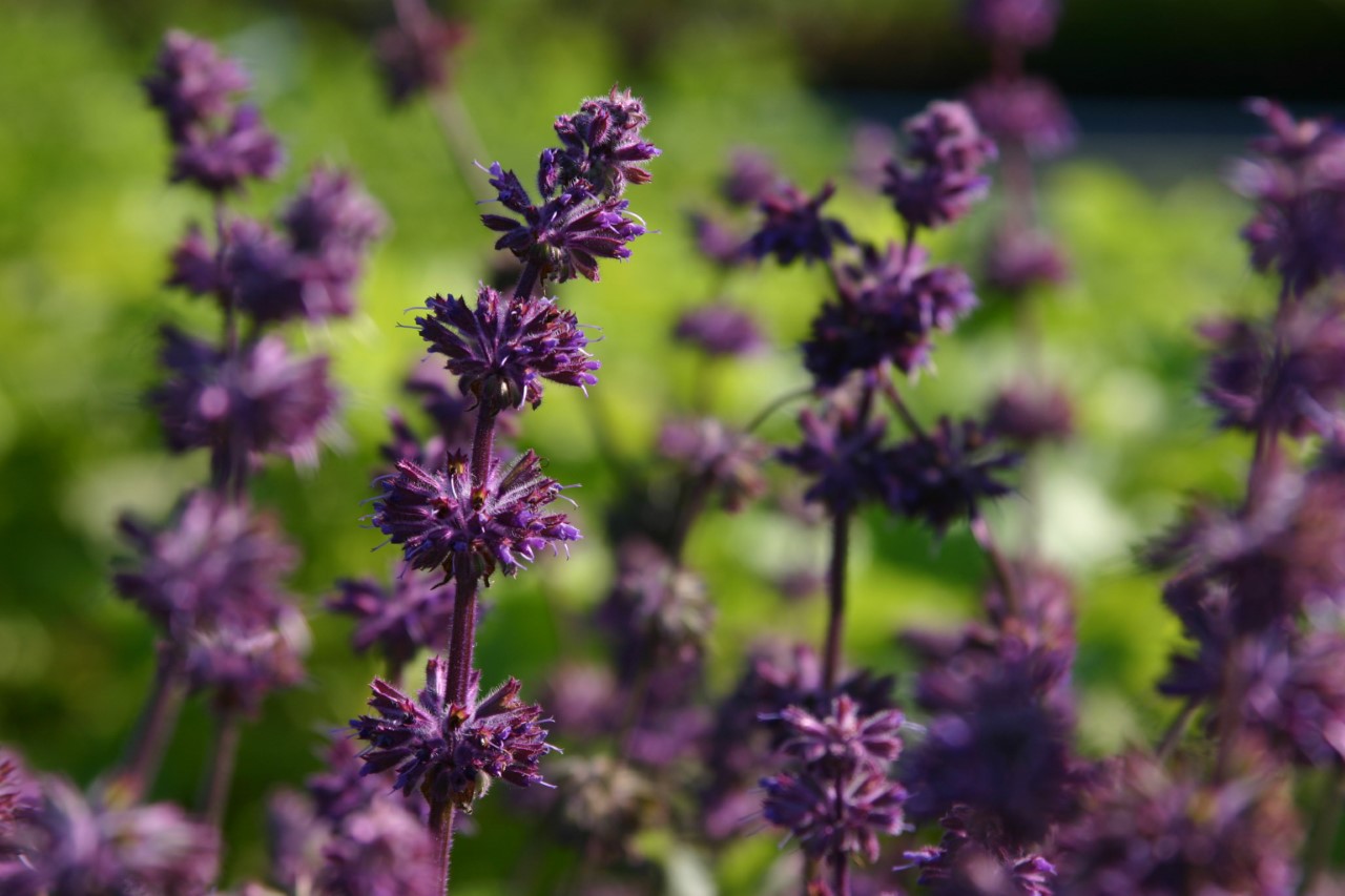 salvia-verticillata-purple-rain