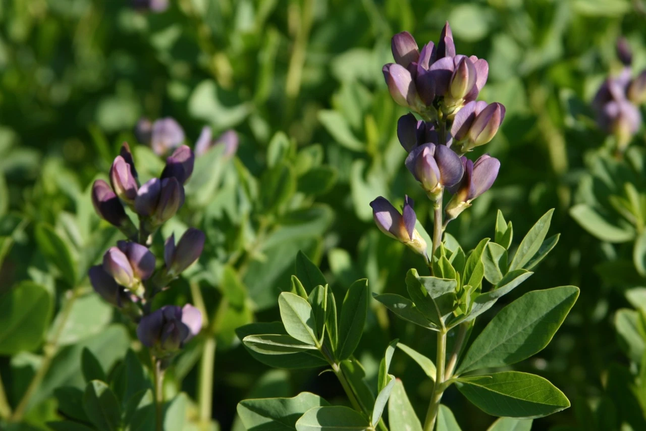 Baptisia 'Twilight Prairieblues' : P9