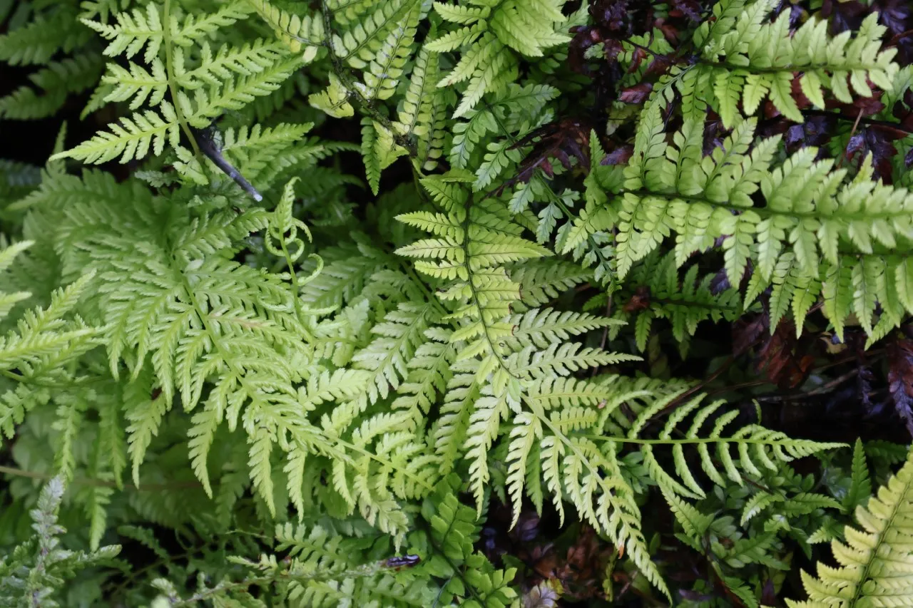 Polystichum tsus-sinense