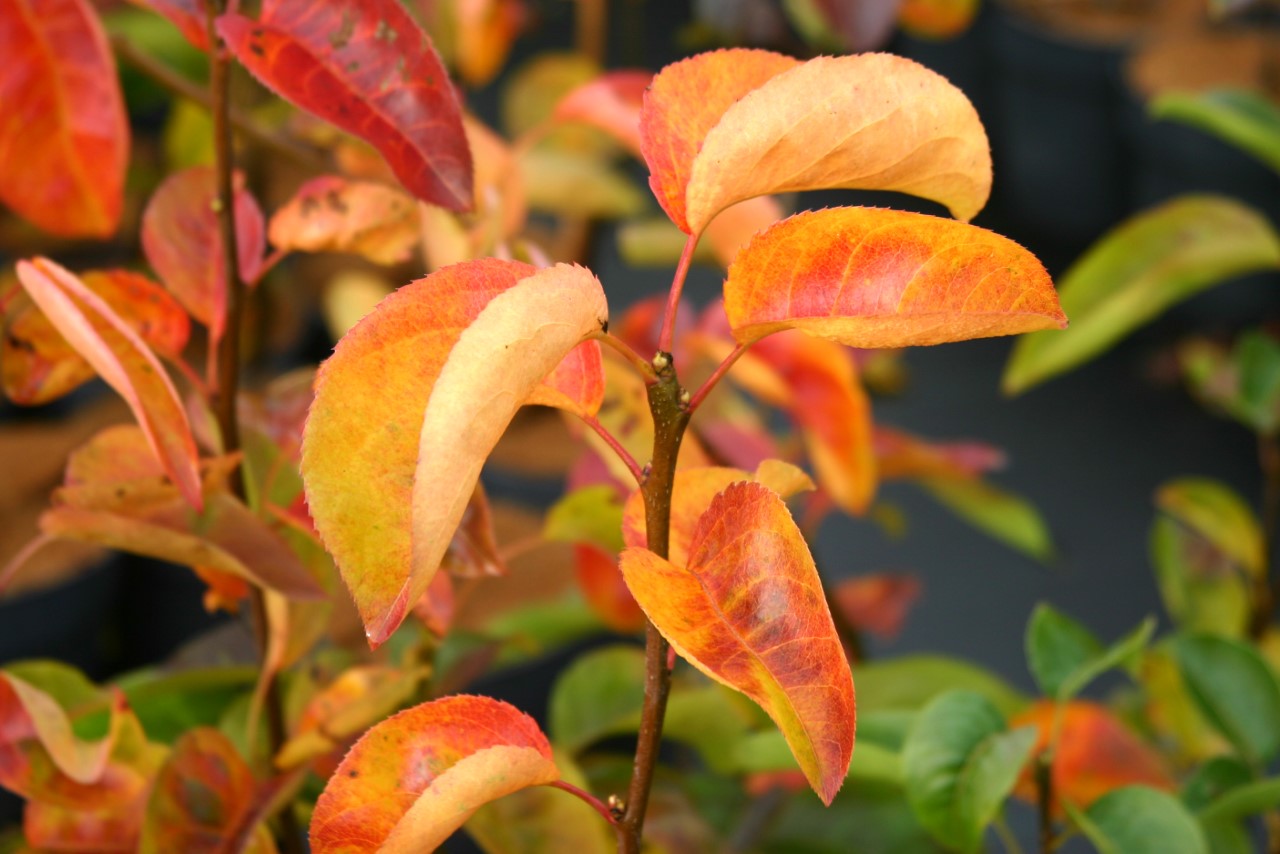pyrus-pyrifolia-chojuro