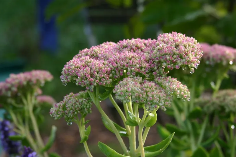 Sedum spectabile 'Herbstfreude'