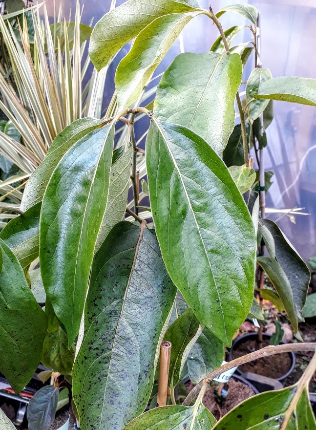 diospyros-morris-burton