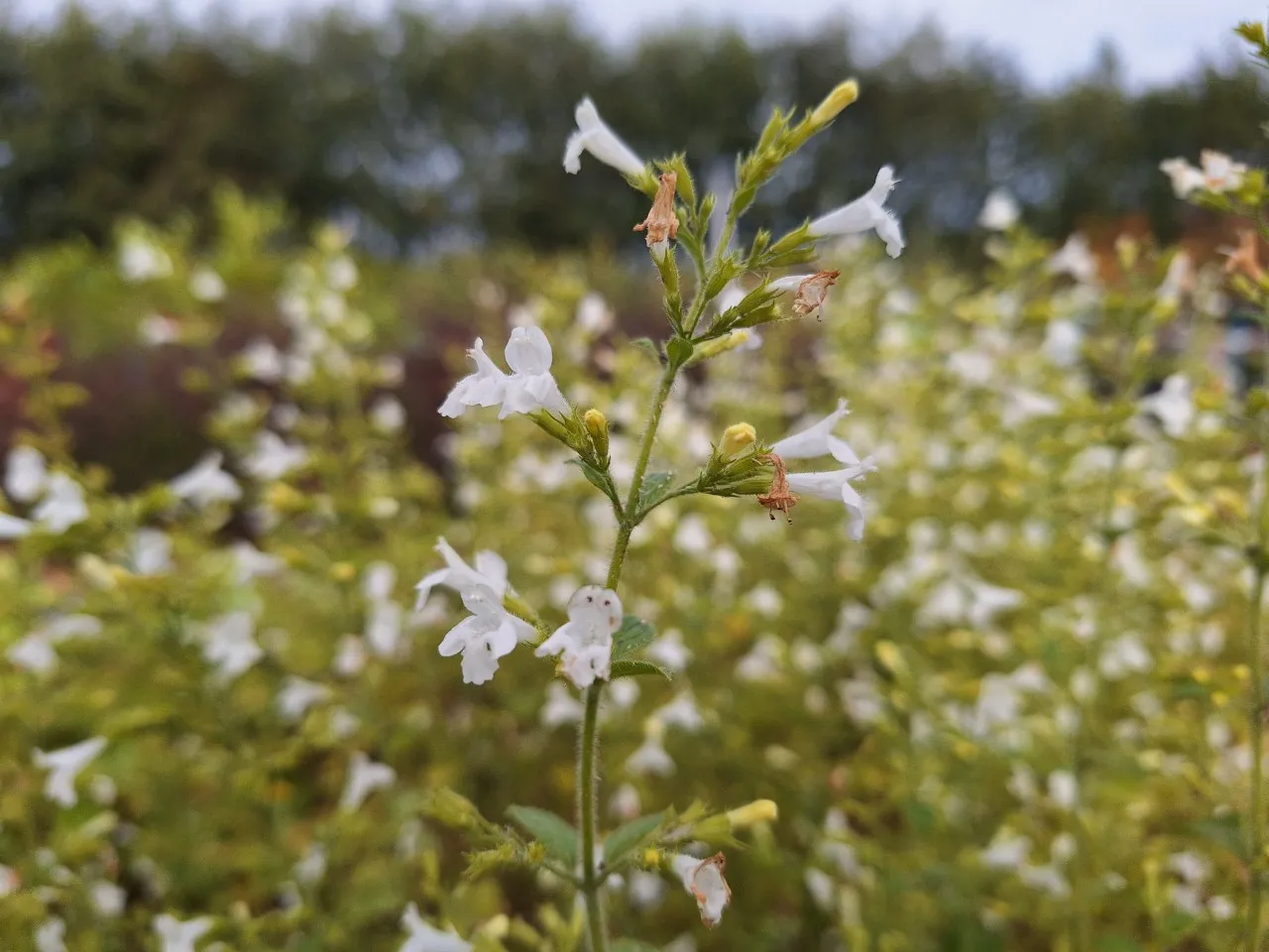 Calamintha sylvatica 'Menthe'
