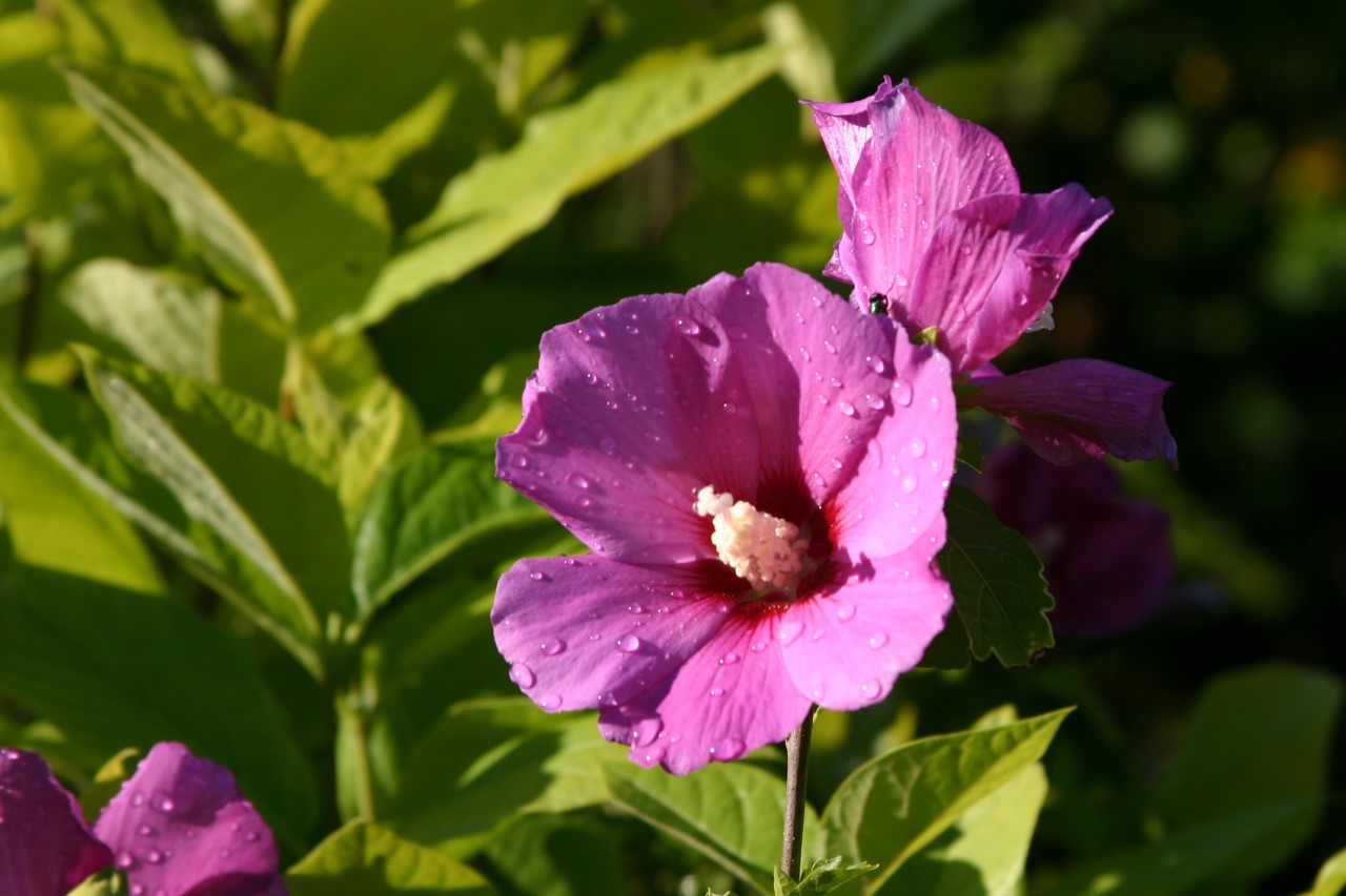 hibiscus-syriacus-russian-violet