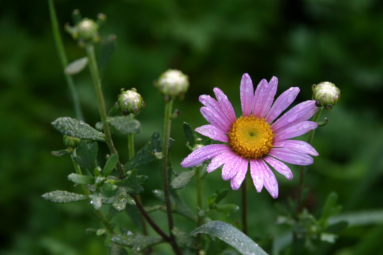Chrysanthemum (R) 'Clara Curtis' : P9