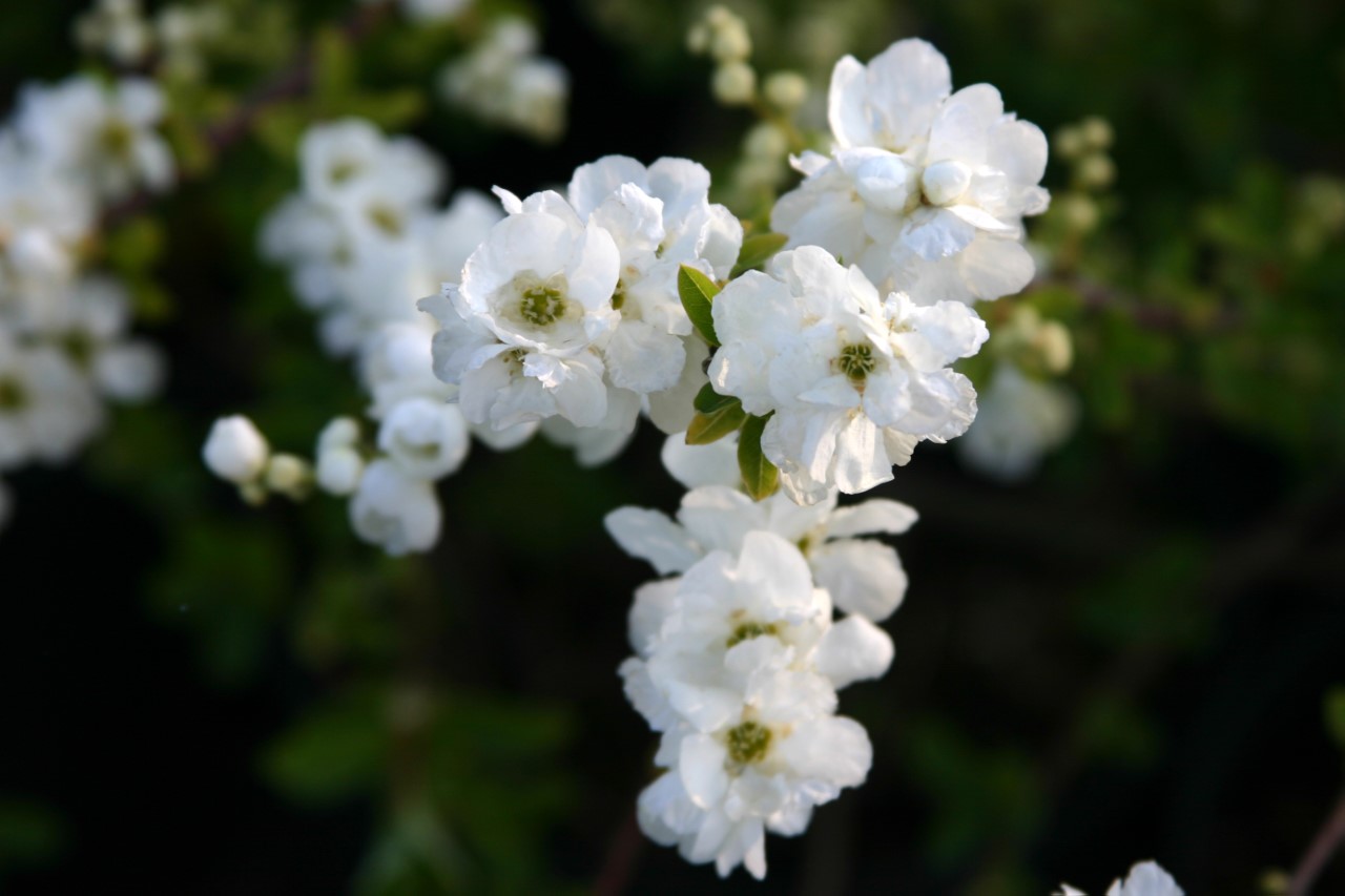 Exochorda 'The Bride' : C2 : 15-30