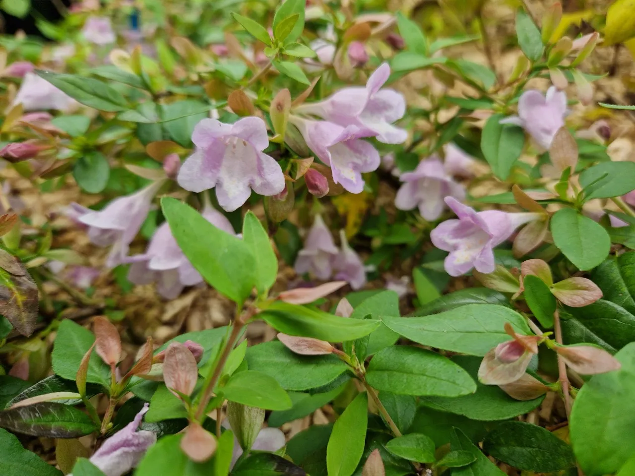 Abelia parviflora 'Bumblebee' : C2 : 15-30