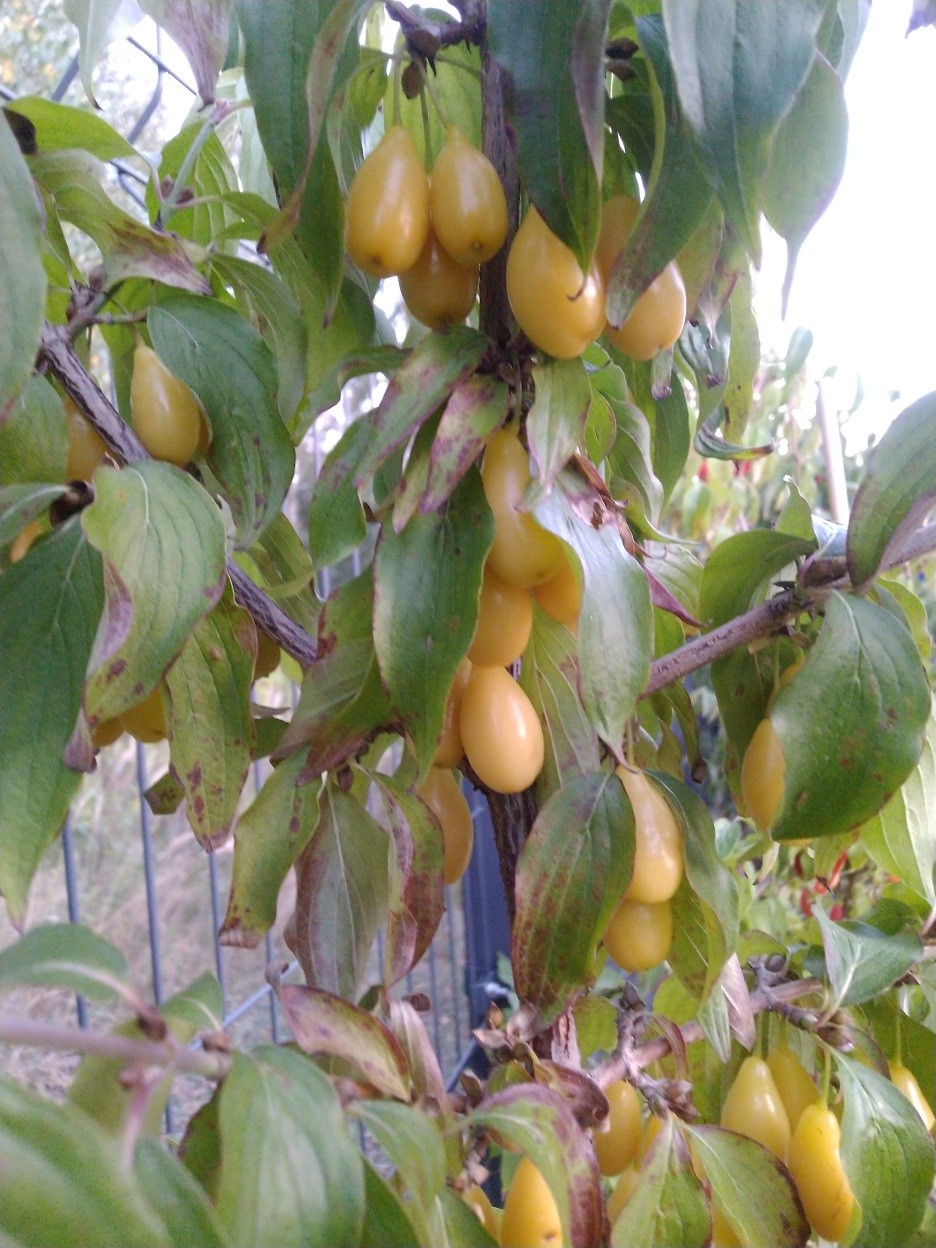 Cornus mas 'Niezny' cornus-mas-niezny