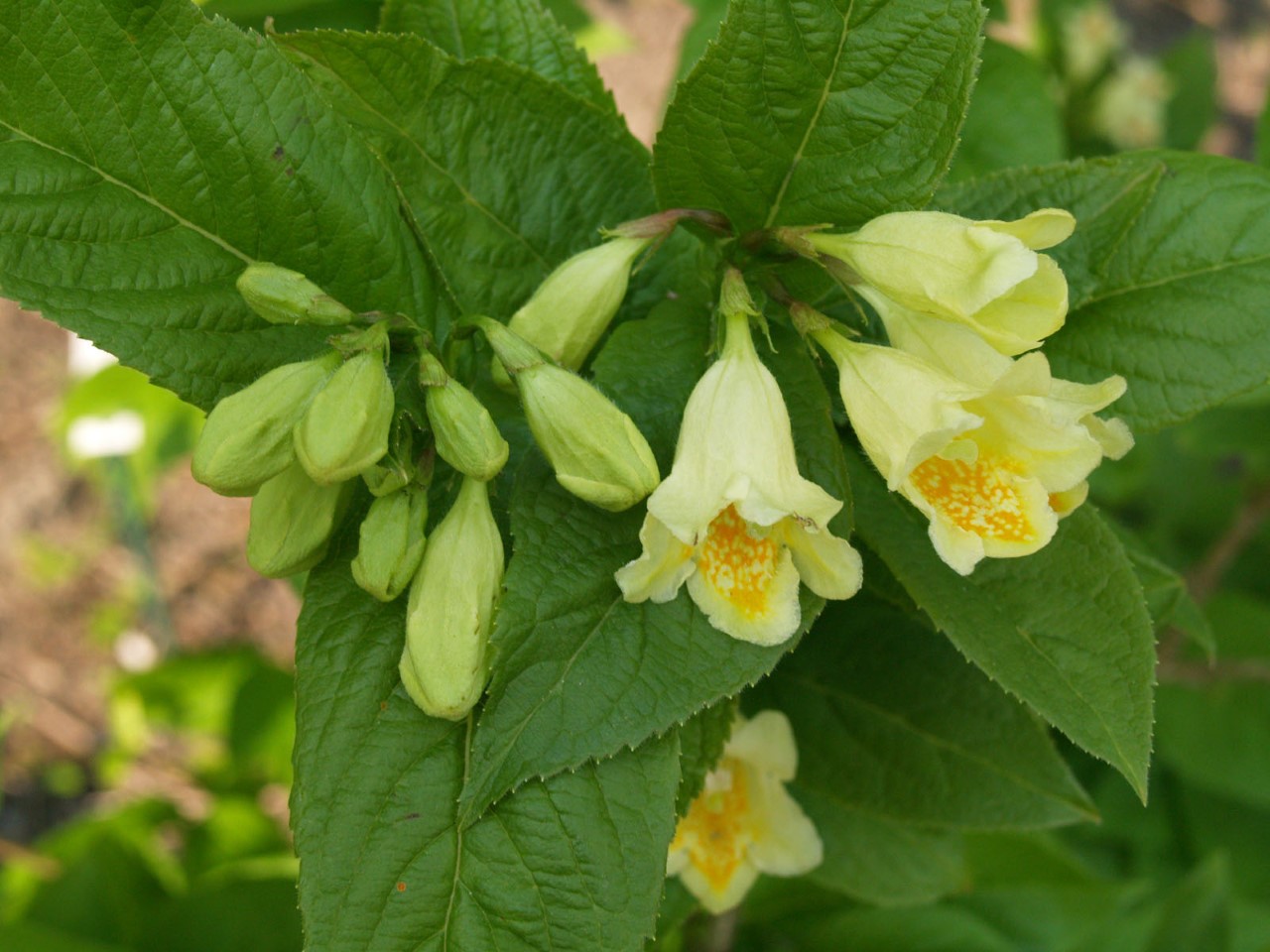 weigela-middendorffiana