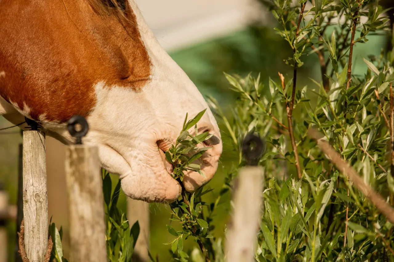 Excursiedag Browsen & Beplanting in de Browsing Paddock®