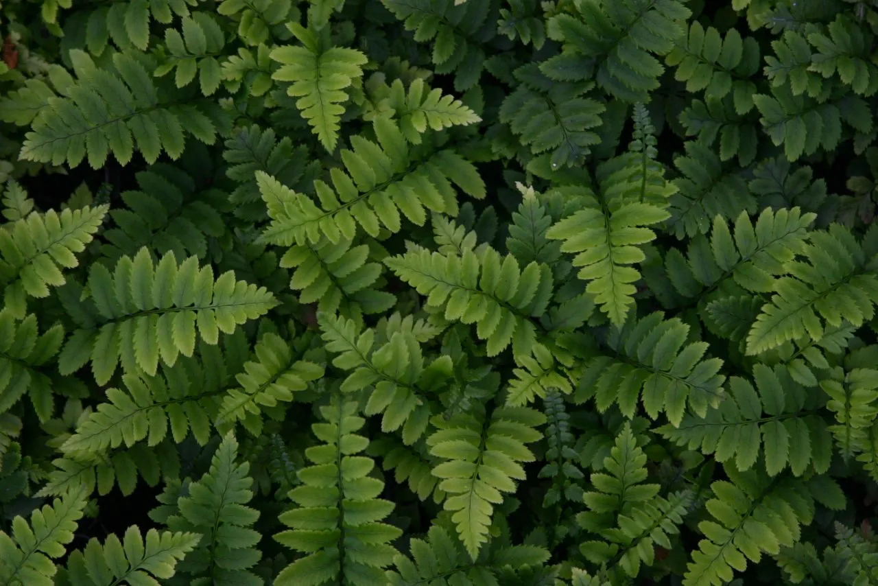 Dryopteris atrata Dryopteris atrata
