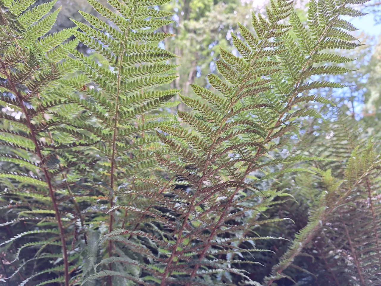 Polystichum setiferum : P9