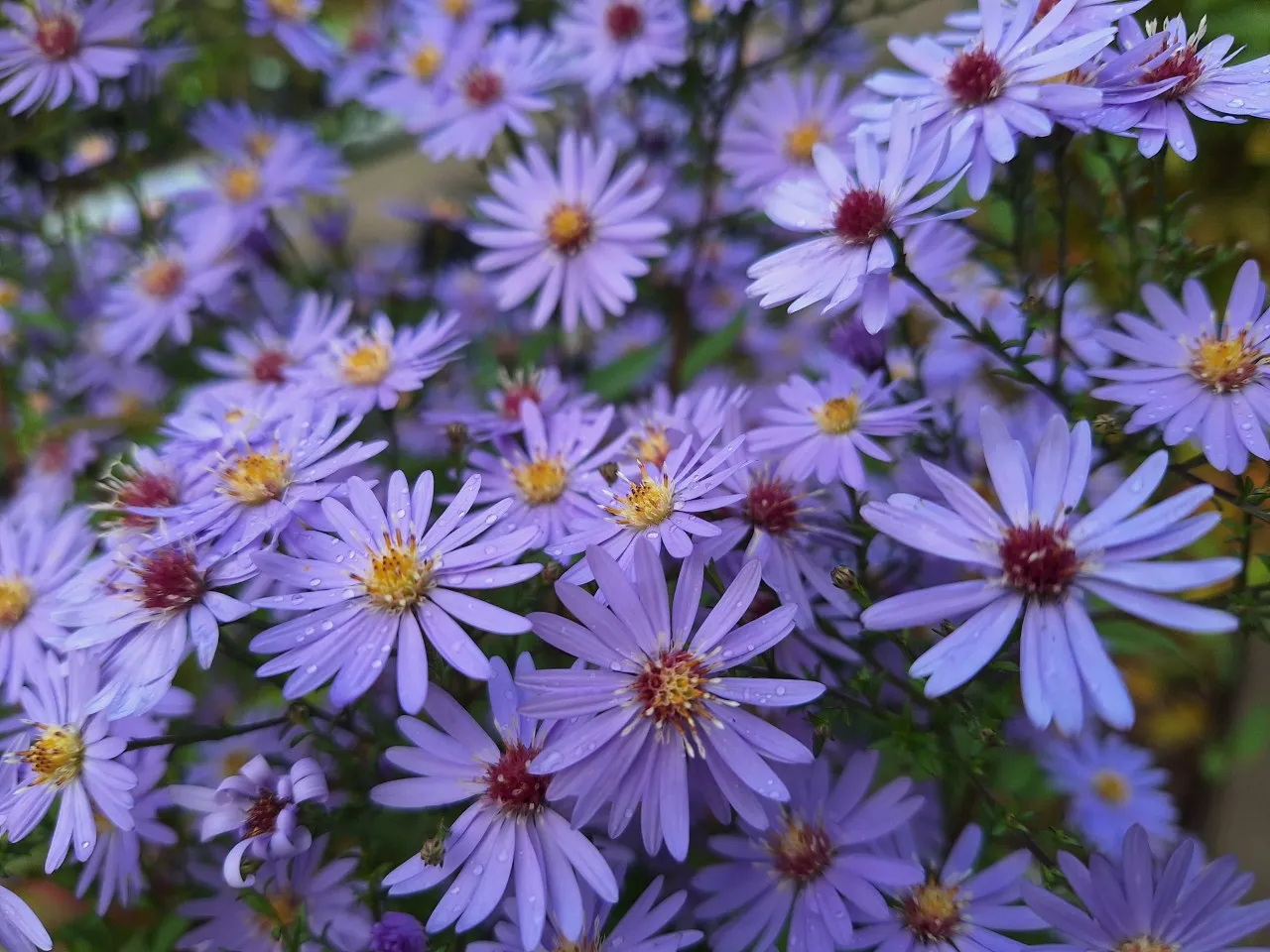 Aster cordifolius 'Little Carlow'