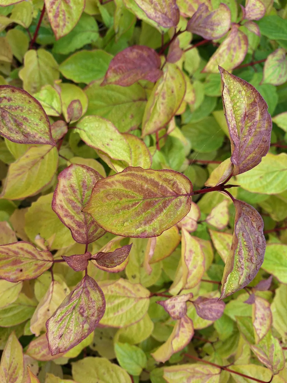 Cornus sanguinea 'Magic Flame' : C2 : 15-30