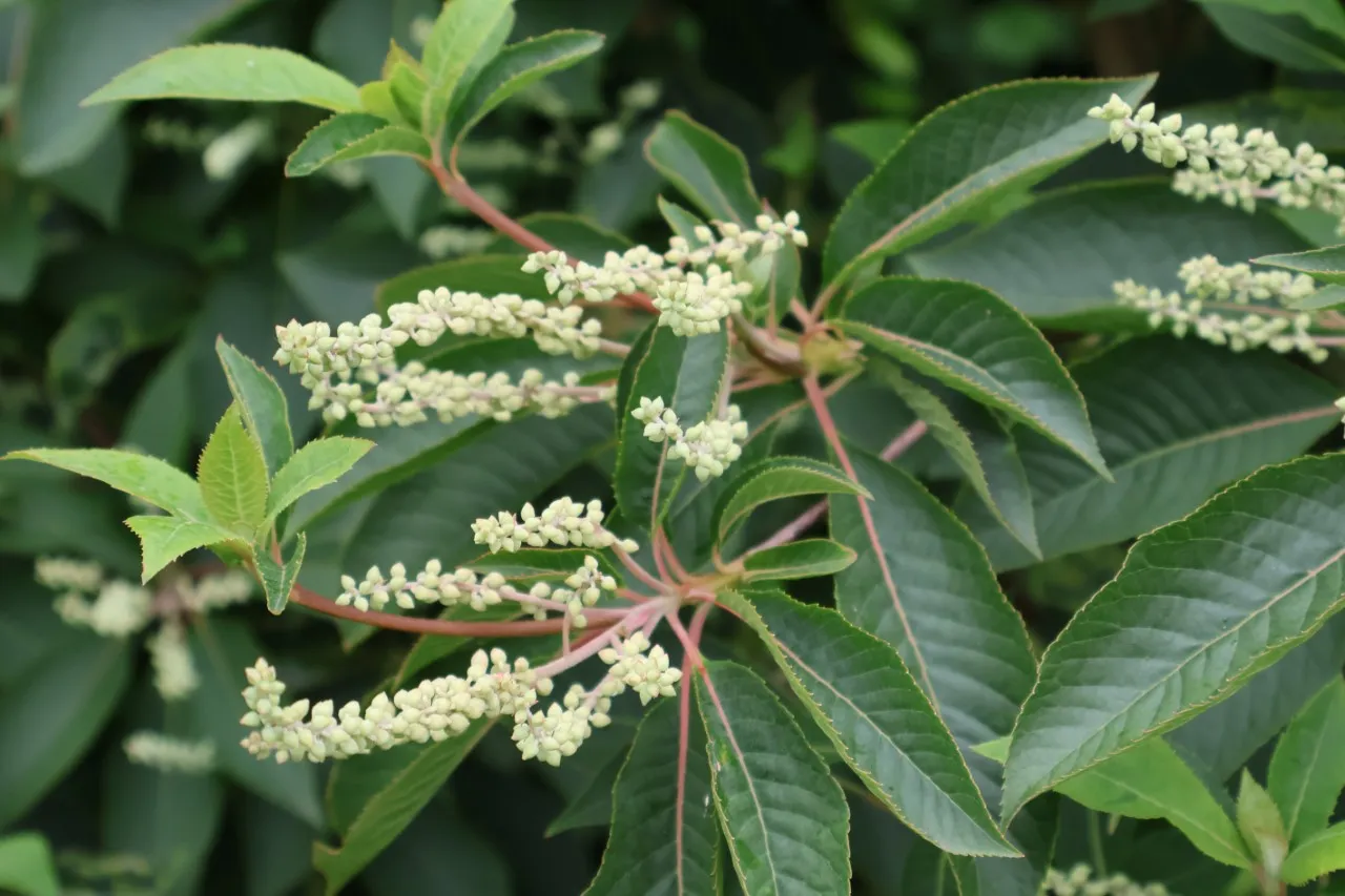 Clethra barbinervis : C2 : 30-60