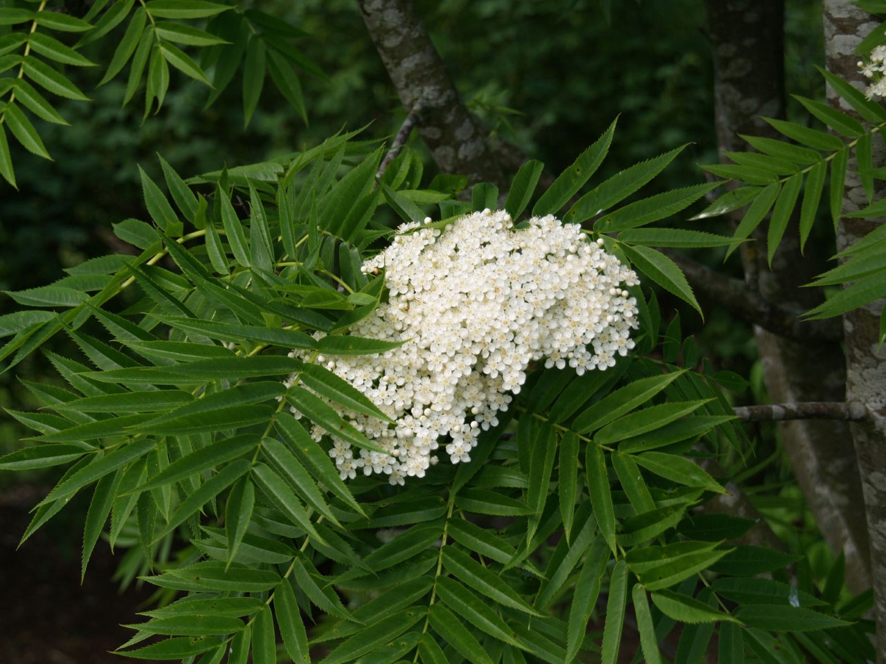 sorbus-dodong