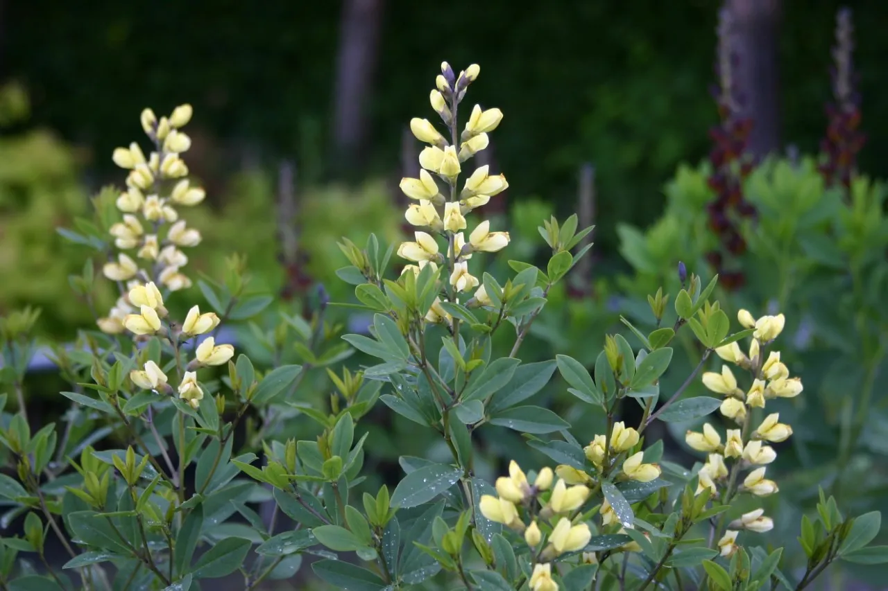 Baptisia 'Carolina Moonlight'
