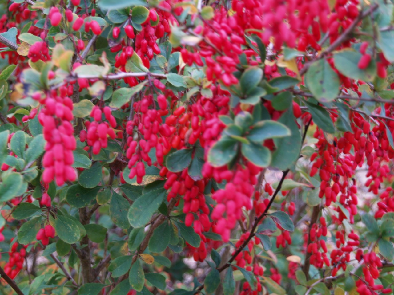 berberis-georgei