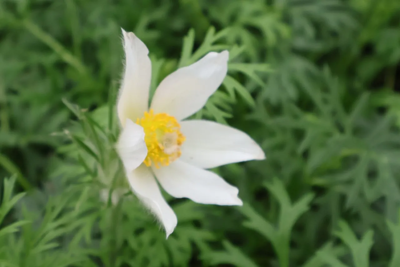 Pulsatilla vulgaris 'Alba'