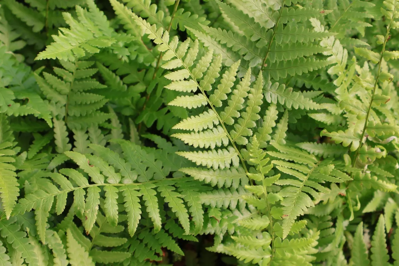 Dryopteris ludoviciana : P9
