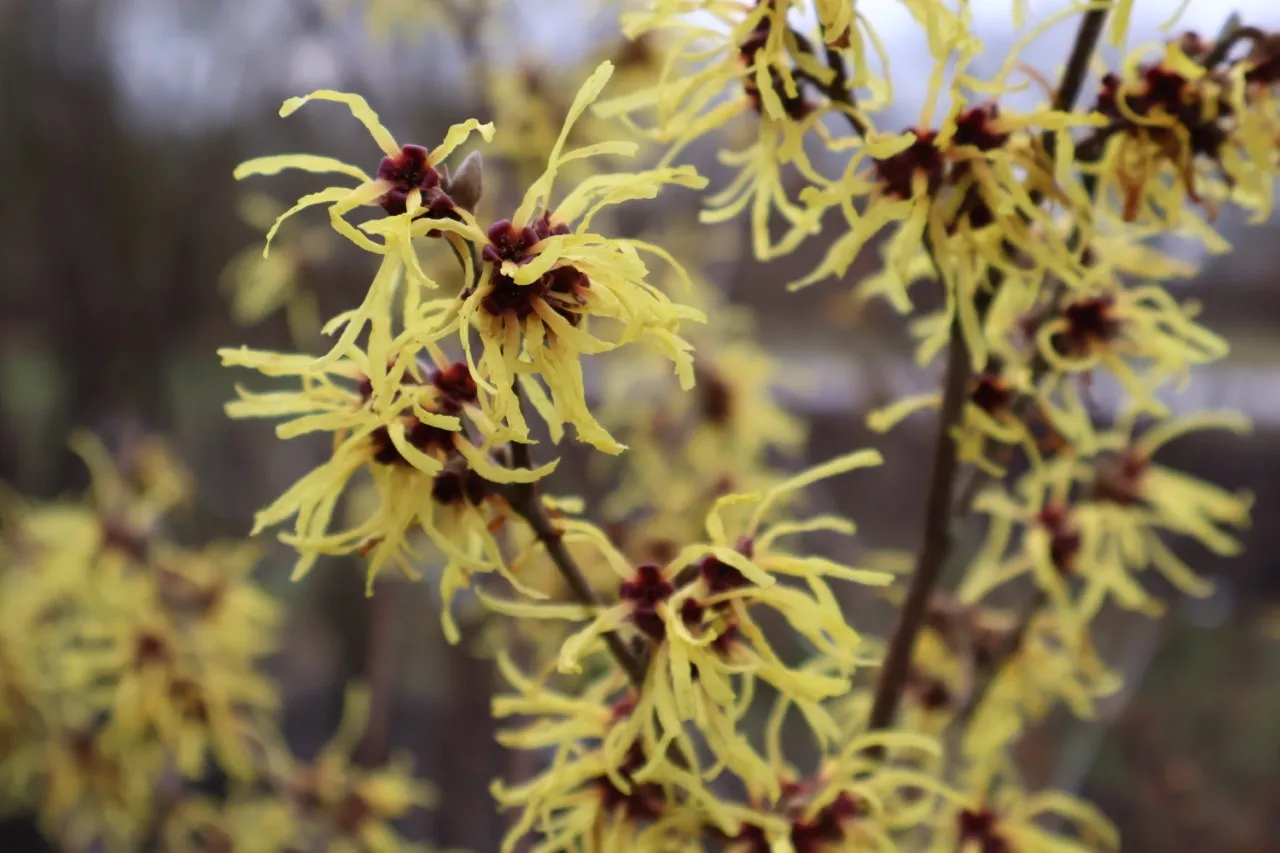 Hamamelis intermedia 'Amanon'