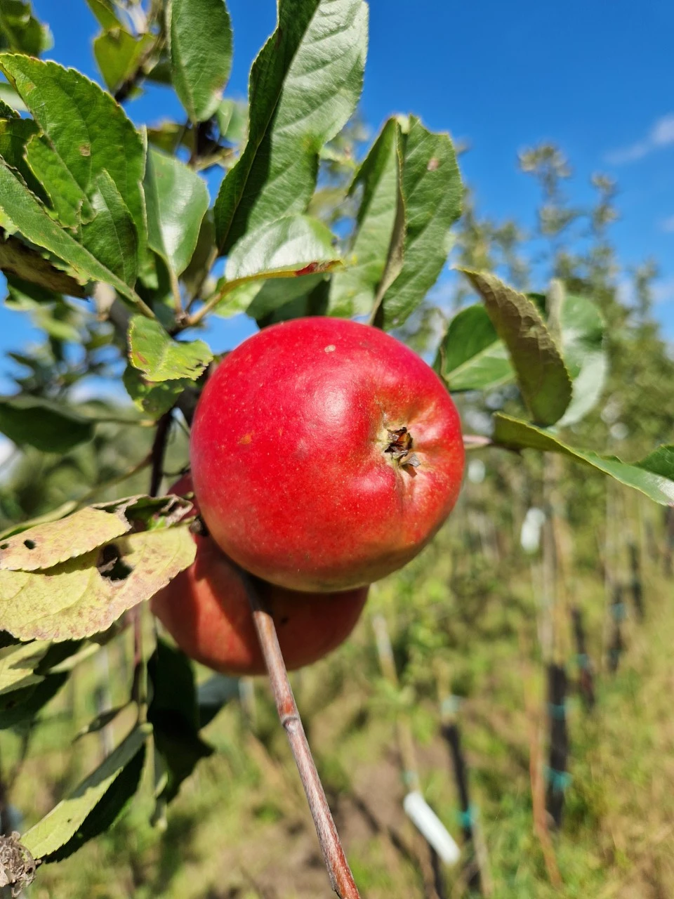 Malus domestica 'Ecolette' : C7.5 : 150-200 : onderstam Malus domestica 'M25'