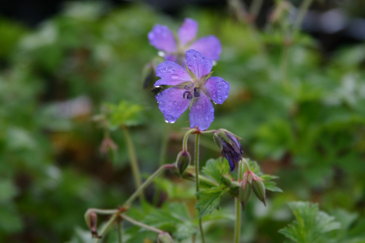 geranium-himalayense-baby-blue