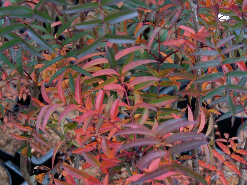 Sorbus commixta 'Carmencita' : C3 : 30-60